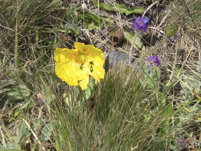 Flora