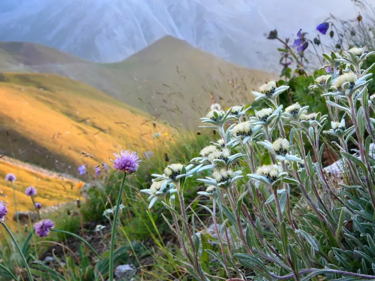 Kazakh flora