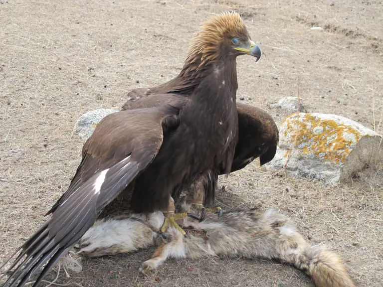 Eagle bird of prey