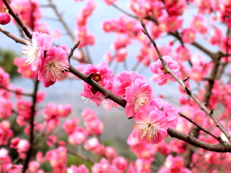 Plum blossom