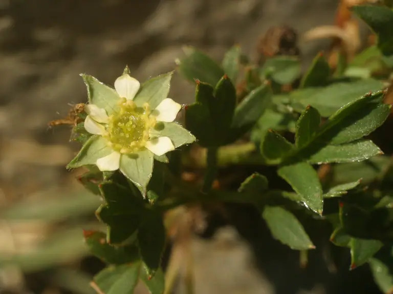 Sibbaldianthe adpressa (Bunge) Juz.