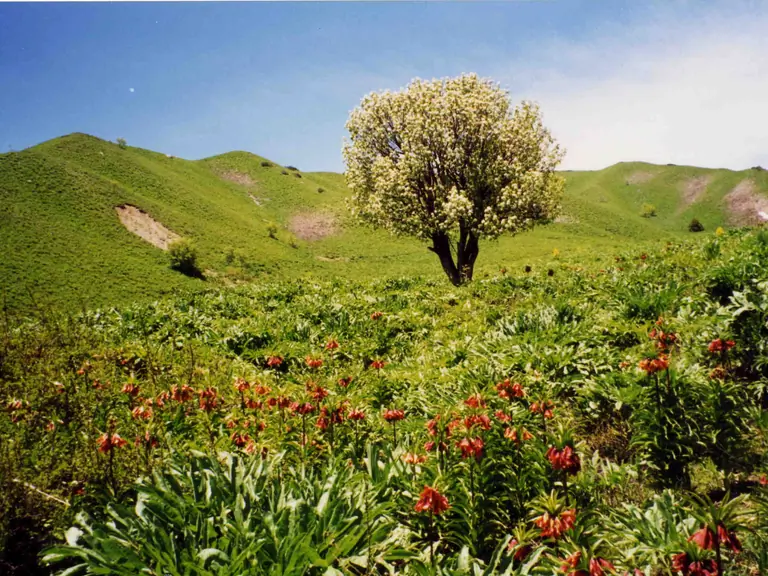 Tajik pamir springtime