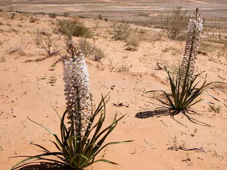 Flora of the desert