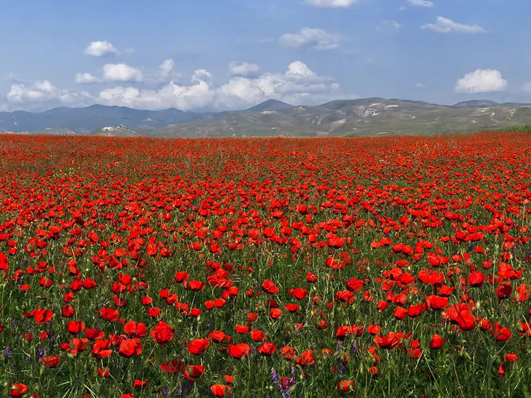 Poppies