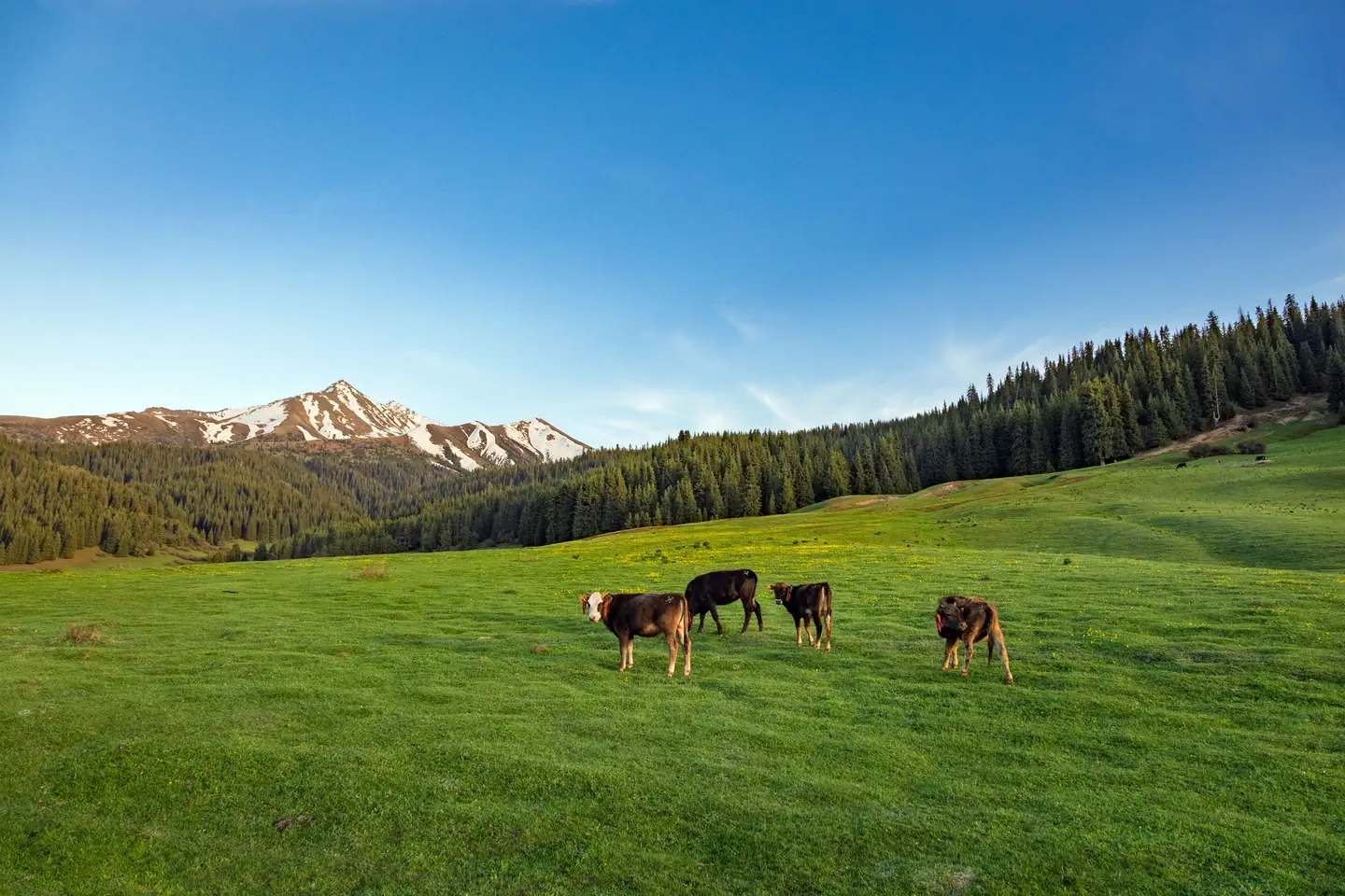 Cows grazing at Siutuu Bulak jailoo