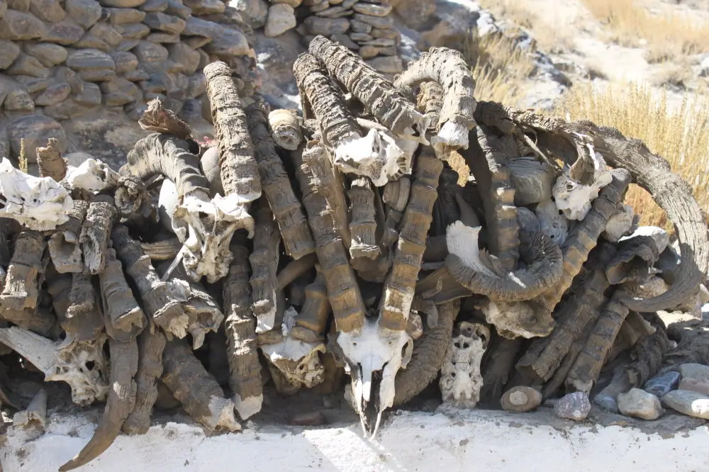 A pile of ibex horns stacked on top of each other not far from the mazar of Langar