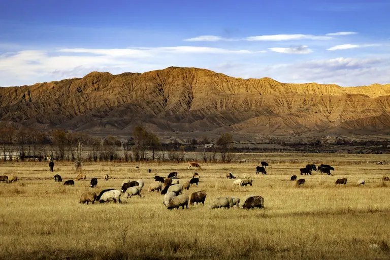 Cattle near Kochkor village