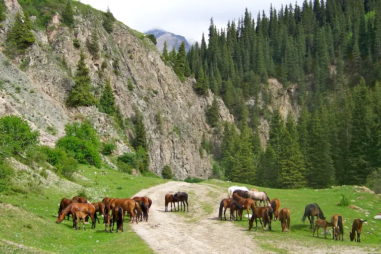 Mountain valley of Jukutchak in the Teskey Alatoo