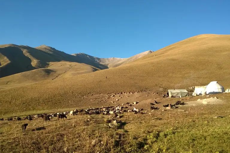 Yurt camp at jailoo Chong Suu, with horses, pasture of Kyzyl Oy village, 