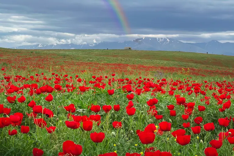 Poppies field near Tashkent, Uzbekistan