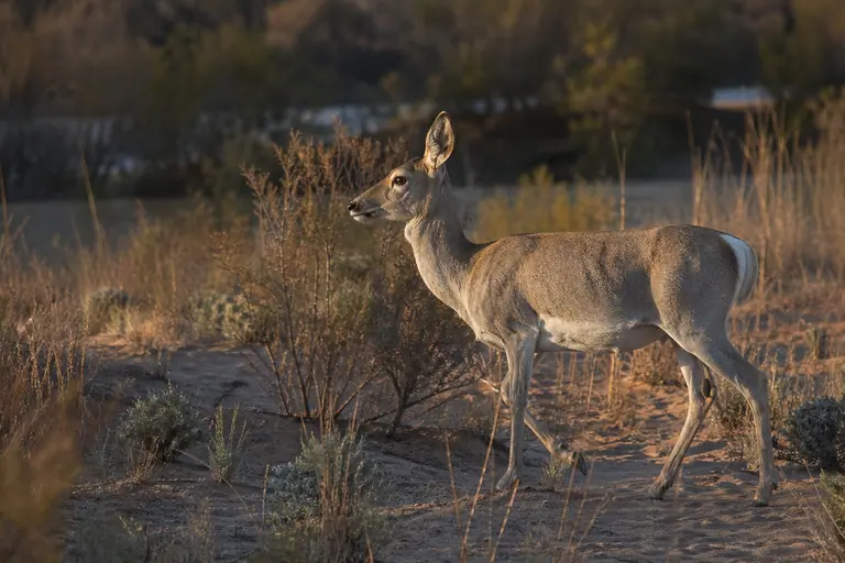 A rare Bukhara deer gracefully navigating the vast, sandy terrain of the Kyzylkum Desert in Uzbekistan