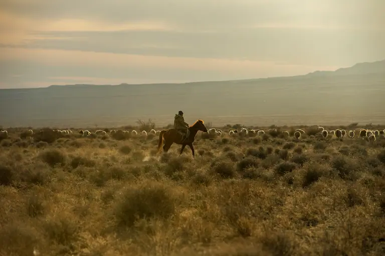 Mounted shepherd and a herd of sheep in the fading light shortly before sunset.