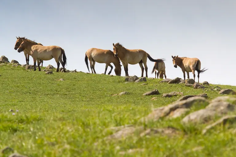 hustai national park