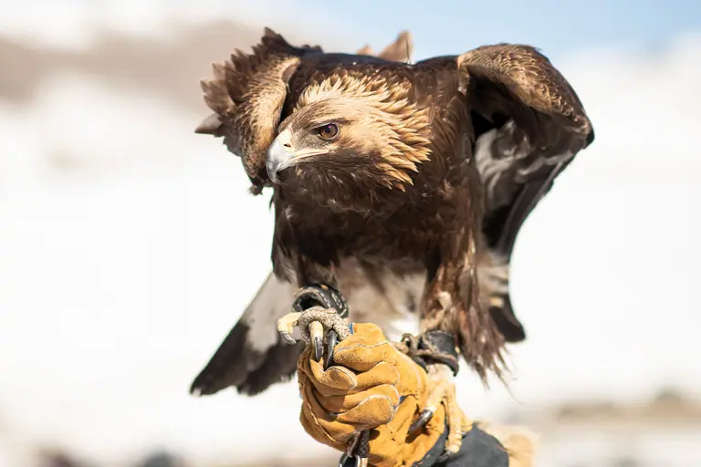 An eagle stand on the hand of his falconer