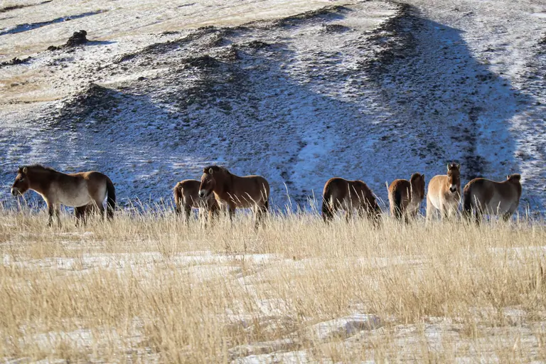 horses graze quietly in the meadows of the Khustai Nature Park