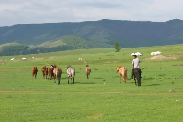 animals such as yak, sheep, horses and cows floundered in the green meadows of the Terelj National Park