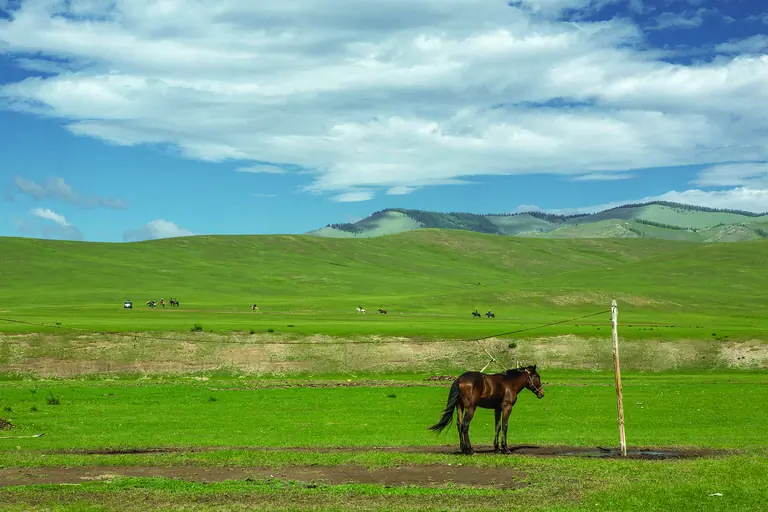 animals such as yak, sheep, horses and cows floundered in the green meadows of the Terelj National Park