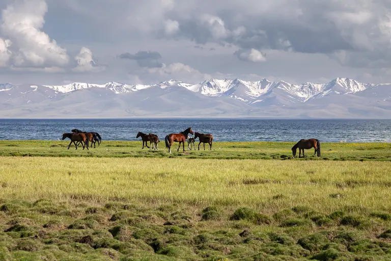 some horses in the middle of green meadows nearly the shore of the Song Kul lake at 3000 m. alt.
