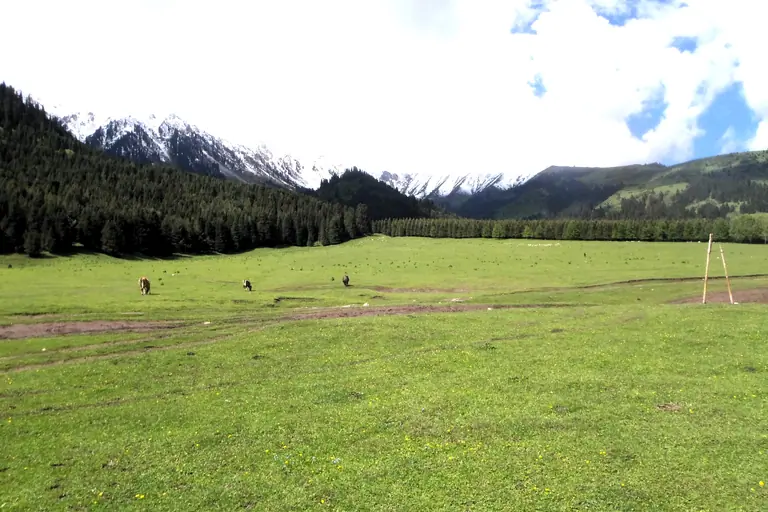 The green meadows of Jeti Oguz valley bordered by fir tree forest and snowy peaks