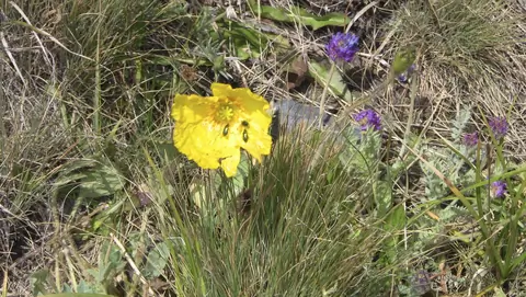 Flora