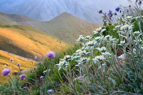 Kazakh flora