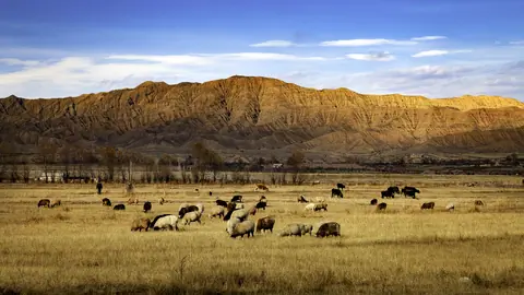 Cattle near Kochkor village