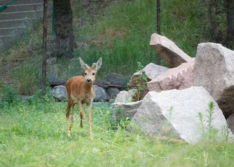 At Karakol zoo by Public Foundation Bugu-Enye