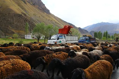 Sheep cattle
