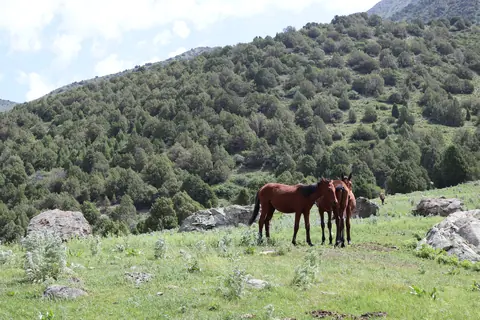 Young horses