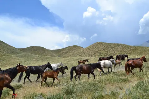 Ferme Kyzyl Tash