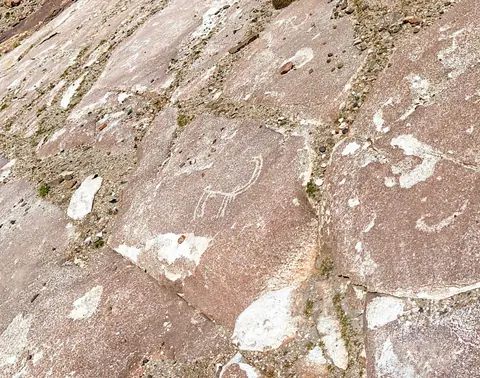 Ibex or wild mountain goat drawn on granit
