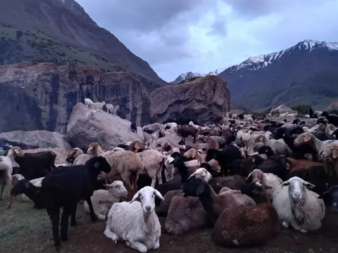Sheep cattle at Chong Tash in Jukku valley