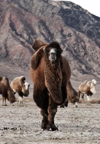 Bactrian camels on the shore of the Issyk Kul lake