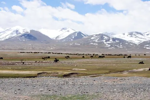 Summer yurt camp at Zorkul lake