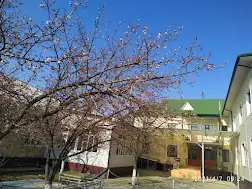 GH-ALB