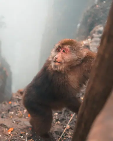 Mount Emei, Emeishan, Leshan, China