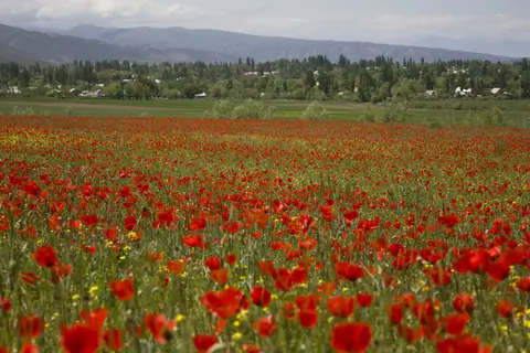 Svetlaya Polyana village