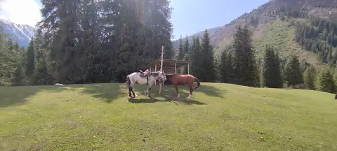 Yurt camp Urmat Kok-Jaiyk
