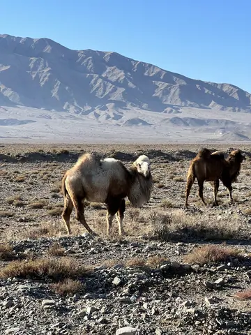 Camels Ortotokoy