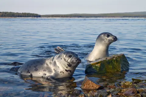 Caspian Seal