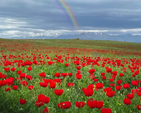 Poppies field near Tashkent, Uzbekistan