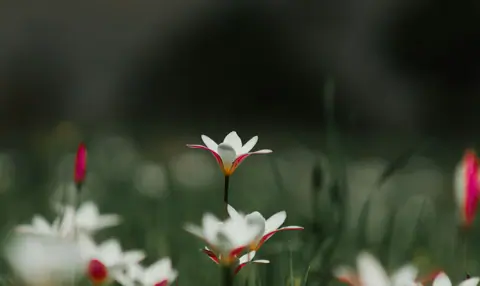 Mountain flowers, Pakistan
