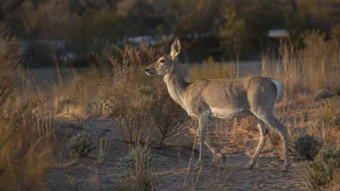 A rare Bukhara deer gracefully navigating the vast, sandy terrain of the Kyzylkum Desert in Uzbekistan