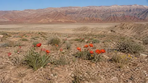 Vibrant desert flora in bloom across the arid landscapes of Turkmenistan