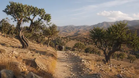 Pistachio forests in Samangan and Badghis, Afghanistan