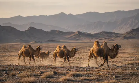 Wild camels in Xinjiang
