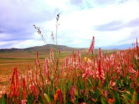 Flower in Gilgit Baltistan Province