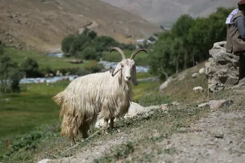 a ram standing on a hill