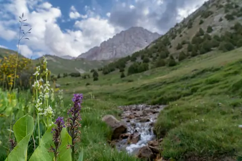 White and purple orchids next to a stream in front of the mountains.