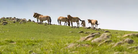 hustai national park